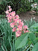 AESCULUS CARNEA FT MCNAIR