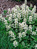 AJUGA REPTANS NAUMBERG