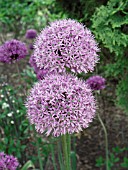 ALLIUM AFLATUNENSE