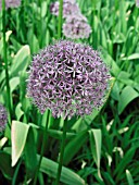 ALLIUM ROSENBACHIANUM