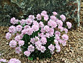 ARMERIA JUNIPERFOLIA