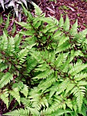 ATHYRIUM BRANFORD RAMBLER