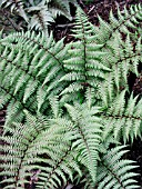 ATHYRIUM GHOST