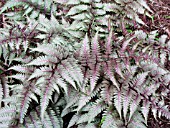 ATHYRIUM NIPPONICUM PICTUM RED