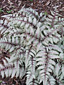 ATHYRIUM SILVER FALLS