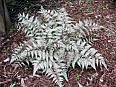 ATHYRIUM WILDWOOD TWIST