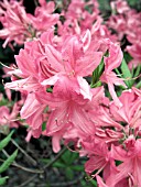 AZALEA ROSY LIGHTS