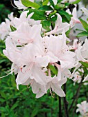AZALEA WHITE LIGHTS