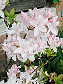 AZALEA WHITE LIGHTS