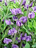 BAPTISIA AUSTRALIS