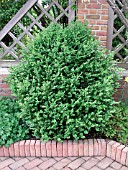 BUXUS GREEN MOUNTAIN