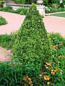 BUXUS GREEN MOUNTAIN