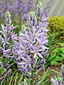 CAMASSIA QUAMASH