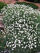 CERASTIUM TOMENTOSUM