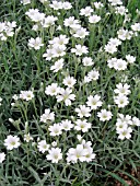 CERASTIUM TOMENTOSUM