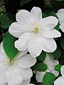 CLEMATIS GUERNSEY CREAM