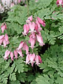 DICENTRA LUXURIANT