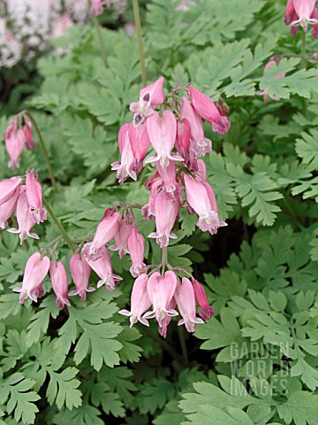 DICENTRA_LUXURIANT