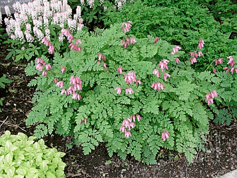 DICENTRA_LUXURIANT