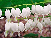 DICENTRA SPECTABILIS ALBA