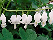 DICENTRA SPECTABILIS ALBA