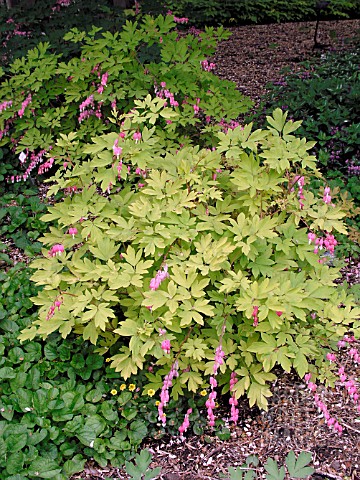 DICENTRA_SPECTABILIS_GOLDHEART