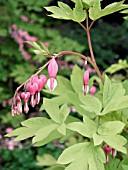 DICENTRA SPECTABILIS GOLDHEART