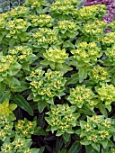 EUPHORBIA PILOSA MAJOR