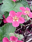 FRAGARIA GERALD STRALEY