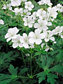 GERANIUM MACULATUM ALBUM