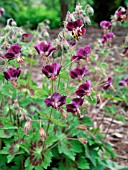 GERANIUM PATRICIA