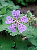 GERANIUM PHILIPPE VAPELLE