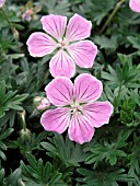 GERANIUM SANGUINEUM CANON MILES