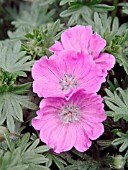 GERANIUM SANGUINEUM MAX FREI