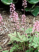 HEUCHERELLA DAYGLOW PINK