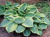 HOSTA CHRISTMAS TREE