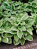 HOSTA FRAGRANT BOUQUET