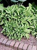 HOSTA GROUND SULPHUR