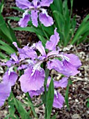 IRIS TECTORUM