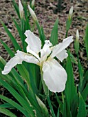 IRIS TECTORUM ALBA