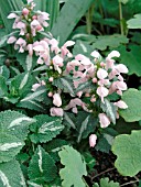 LAMIUM MACULATUM SHELL PINK