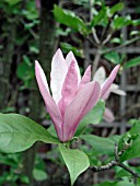 MAGNOLIA BETTY