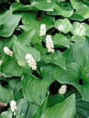 MAIANTHEMUM DILATATUM