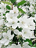 MALUS ADIRONDACK CRABAPPLE