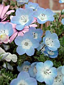 NEMOPHILA MENZIESII