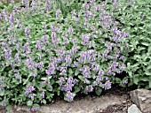 NEPETA FAASSENII BLUE WONDER