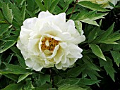 PAEONIA HARVEST