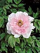 PAEONIA SUFFRUTICOSA YAE ZAKURA