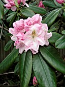 RHODODENDRON SCINTILLATION
