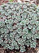 SEDUM CAUTICOLUM PURPURINE